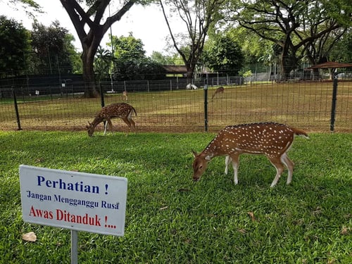 Taman Rusa Kemang Pratama-1